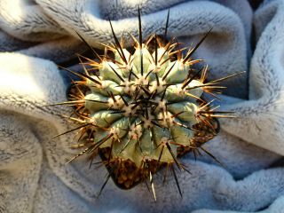 Copiapoa Cinerea / Breas - Guaneros Portales - Chile / - Very Rare Grafted Plant