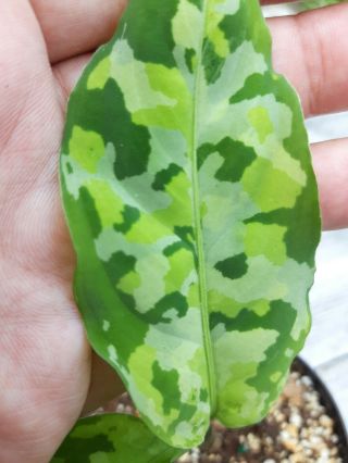 Aglaonema Pictum Tricolor,  Rare Camouflage Plant,  Philodendron Companion