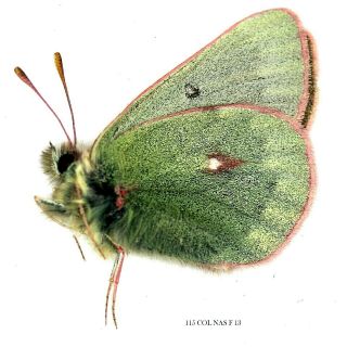 Insect Butterfly Moth Pieridae Colias Nastes - Rare Female 115 Col Nas F 13 24