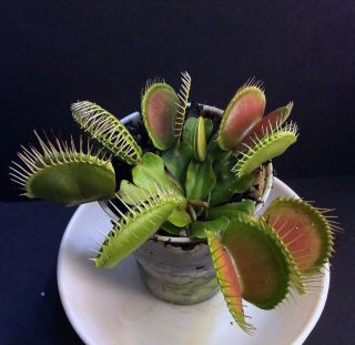 Carnivorous Plants Venus Flytrap “sp 545” (very Rare)