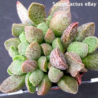 Adromischus Marianiae Cv.  Obxydiana King Size Hybrid Rare Succulent Plant 6/10