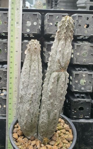 40.  Euphorbia Abdelkuri (short Stock) Very Rare And Succulent