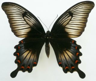 Papilio Ascalaphus Ascalaphus Female Rare Dark Form From Central Sulawesi