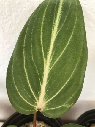 3 Velvet Aroid - Variegated Philodendron Gloriosum Rare Aroid Potted Plant