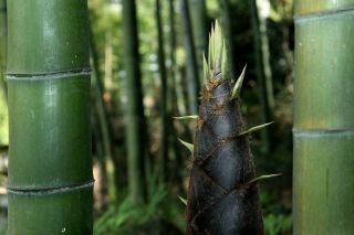 Moso Bamboo Phyllostachys Pubescens Giant Bamboo Rare Weight 700g