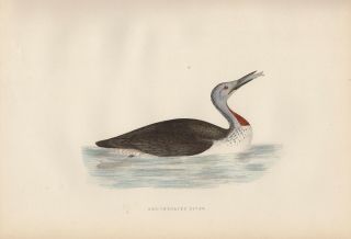 Antique Hand - Colored Bird Engraving Red - Throated Diver: Plate Cccxxxix