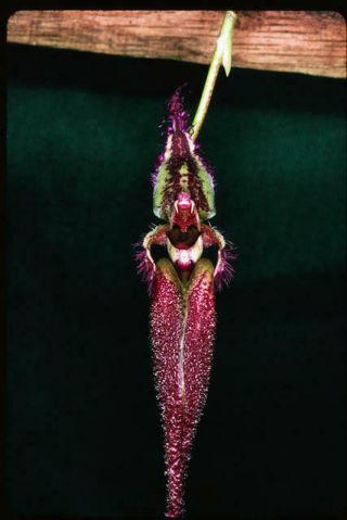 Rare Species: Bulbophyllum (mastigeon) Fascinator