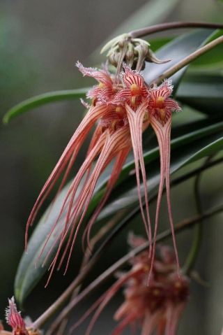 Rare Species: Bulbophyllum Sanguineopunctatum (red Clone)