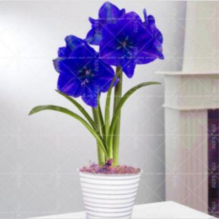 True Blue Amaryllis Bulbs Hippeastrum Flowers Rare Fragrant Sweet Bonsai Balcony