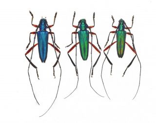 Cerambycidae/ Prioninae Sp.  Mexico Los Chimalapas Oaxaca Very Rare 3