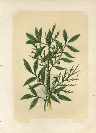 1853 Thyne Tree & Ebony Plants Antique Coloured Engraving Print W.  Bicknell