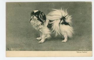 “champion Hisa” Japanese Chin Spaniel—rare Antique Dog—tucks Animal Studies 1906