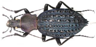 6.  Carabidae - Carabus ( (coptolabrus) Mayri.  Female,  Extremely Rare
