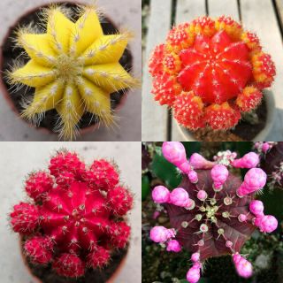 Succulent Cactus Live Plant - Red/purple/yellow/pink Cactus - Rare Plant