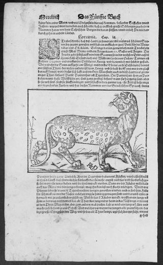 1598 Sebastian Munster Antique Print Engravings To Text Of Panther Of Persia