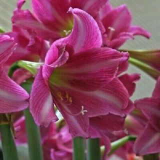 Amaryllis Bulbs Perennial Hippeastrum Resistant Flower Gift Plant Pink Rare