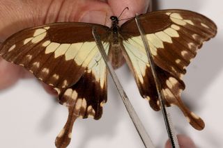 Papilionidae Papilio Phorcas Congoanus Pair Rare Female From Uganda