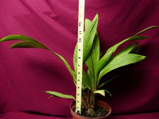 Geonoma Species LARGE Rare Terrarium Plant Cycad Cyclanth Arecaceae 2