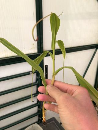 Nepenthes Alata Variegated Rare Rooted Cutting