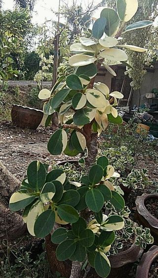 Ficus Annulata Spoon Leaf Variegated Banyan Tree Variegated Rare 2