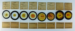 A Fine Set Of 8 Antique Microscope Slides By Flatters & Garnett.  Chick Embryos.