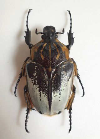 (cetoniidae) Goliathus Cacicus Female,  Rare Form
