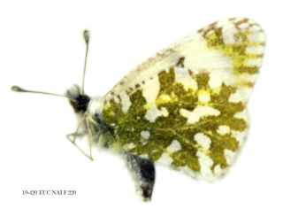 Insect Butterfly Moth Pieridae Euchloe Naina - Very Rare 420 Euc Nai F 20