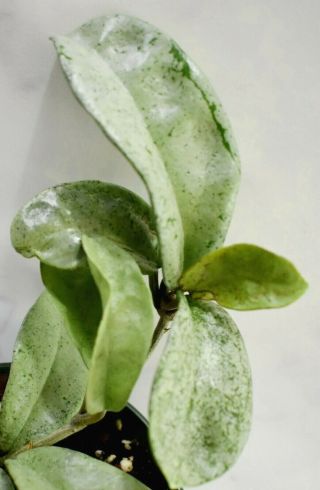 Rare And Unique Hoya Carnosa " Grey Ghost " Cutting