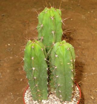 Trichocereus Bridgesii 9cm Rare Cactus Astrophytum Plant Echinopsis Ariocarpus A