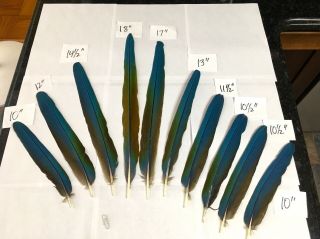 Macaw Parrot Bird Feathers All Natural Tail Feathers Rare Turquoise Color 10