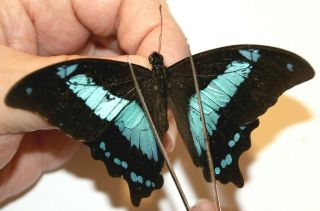 Papilionidae Papilio Desmondi Ssp? Rare From Morongoro Tanzania