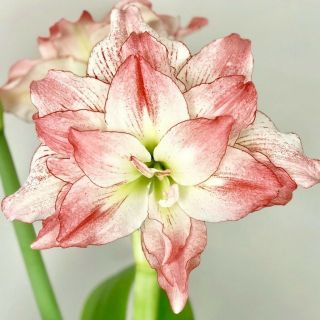 Tall Amaryllis Bulbs Double Perennial Resistant Bloom Pink White Flower Rare Hot