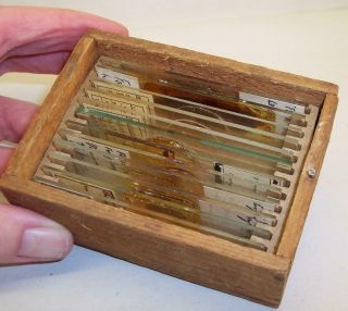 12 Vintage/antique Microscope Slides In Wooden Box
