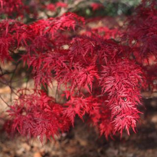 Rare ' Red Dragon ' Japanese Maple Tree Seeds.  Acer palmatum.  25 Seeds. 2