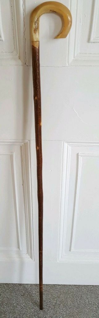 Scottish Wooden Walking Stick With Horn Handle