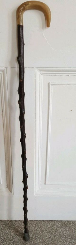 Scottish Holly Wood Walking Stick With Horn Handle