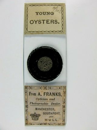 Antique Microscope Slide.  " Young Oysters ".  Retailed By A.  Franks.  Manchester.