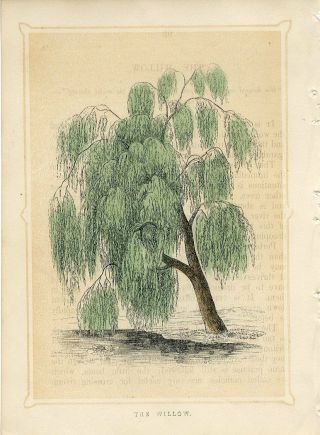 1853 The Willow Tree Antique Engraving Print W.  I.  Bicknell