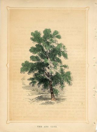 1853 The Ash Tree Antique Engraving Print W.  I.  Bicknell