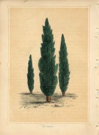 1853 Cypress Tree Antique Engraving Print W.  I.  Bicknell