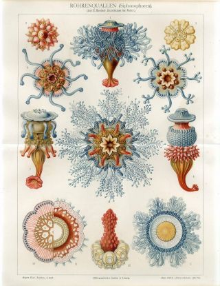 1895 Ernst Haeckel Jellyfish Medusa Siphonophores Hydrozoans Antique Print