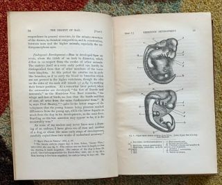 Charles Darwin Descent of Man 1st Ed 1871 Illustrated Antique Decorative Book v1 2