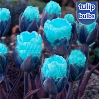 Tulip Flower Bulbs Perennial Resistant Stunning Rare Home Garden Balcony Bonsai