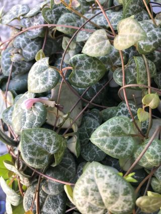1 Cutting - Ceropegia Woodii - String Of Hearts Rosary Vine Trailing 4 - 6” Rare Easy