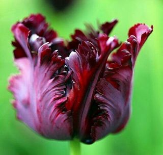 Parrot Tulip Bulbs Perennial Impressive Resistant Exotic Black Cherry Color Rare