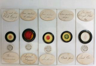 Very Fine Set Of 5 Antique Botanical Microscope Slides " Plant Sections "