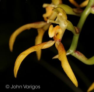 Flask: Bulbophyllum Scorpio Very Rare Papua Guinea Compact Orchid Species