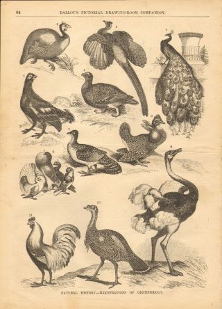 Birds,  Natural History,  Of Ornithology,  Ostrich,  Vintage 1856 Antique Art Print