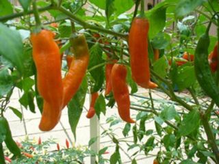 " Usa " Organic Aji Mango Hot Pepper 25 - 200 Seeds " Rare