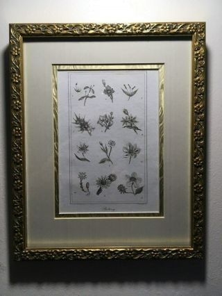 Beautifully Framed Antique 1821 Copperplate Engraving,  Flowers - Botany Lovely